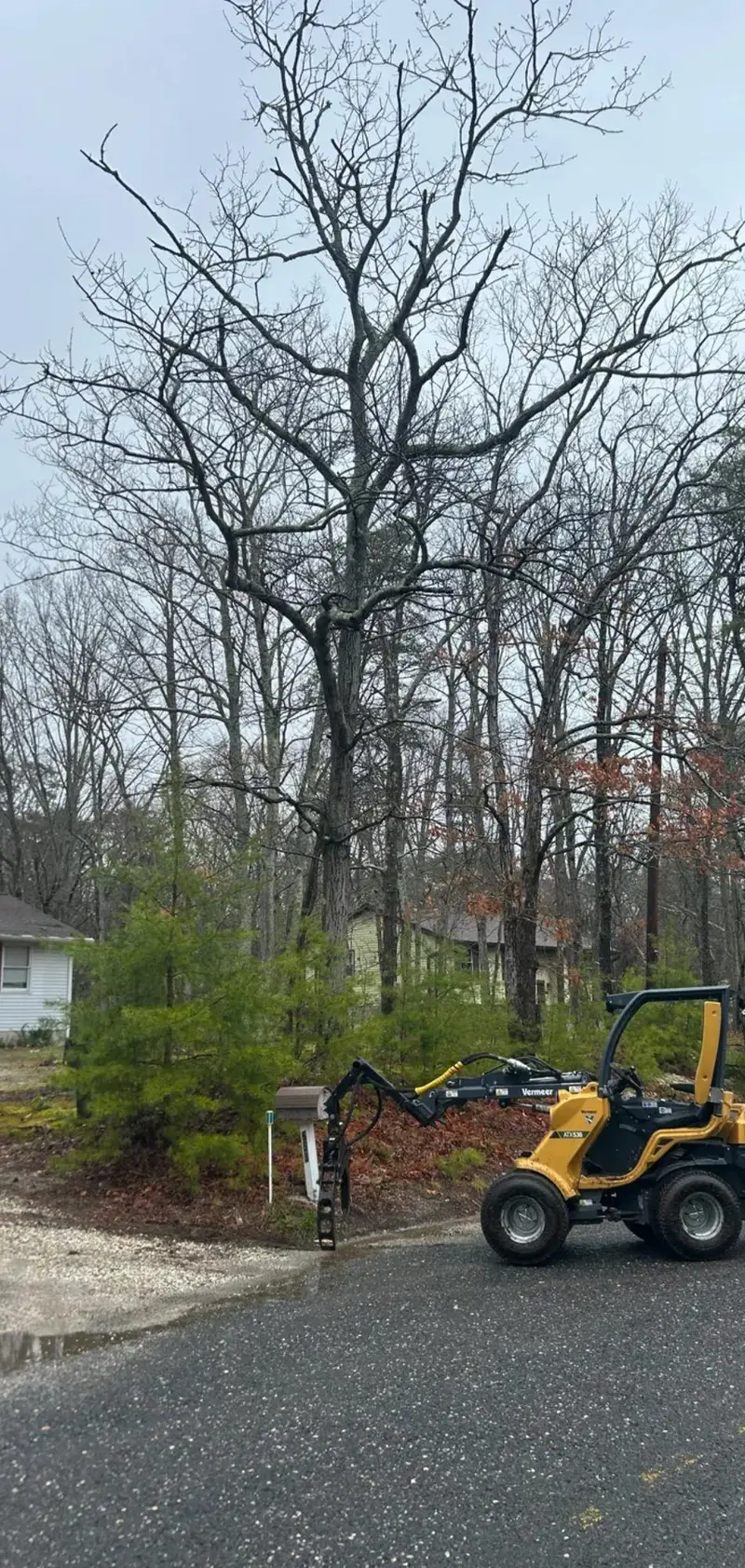 Before: a tall bare tree and thick young pines crowding a mailbox at the edge of a wooded lot, a compact loader parked on the road.