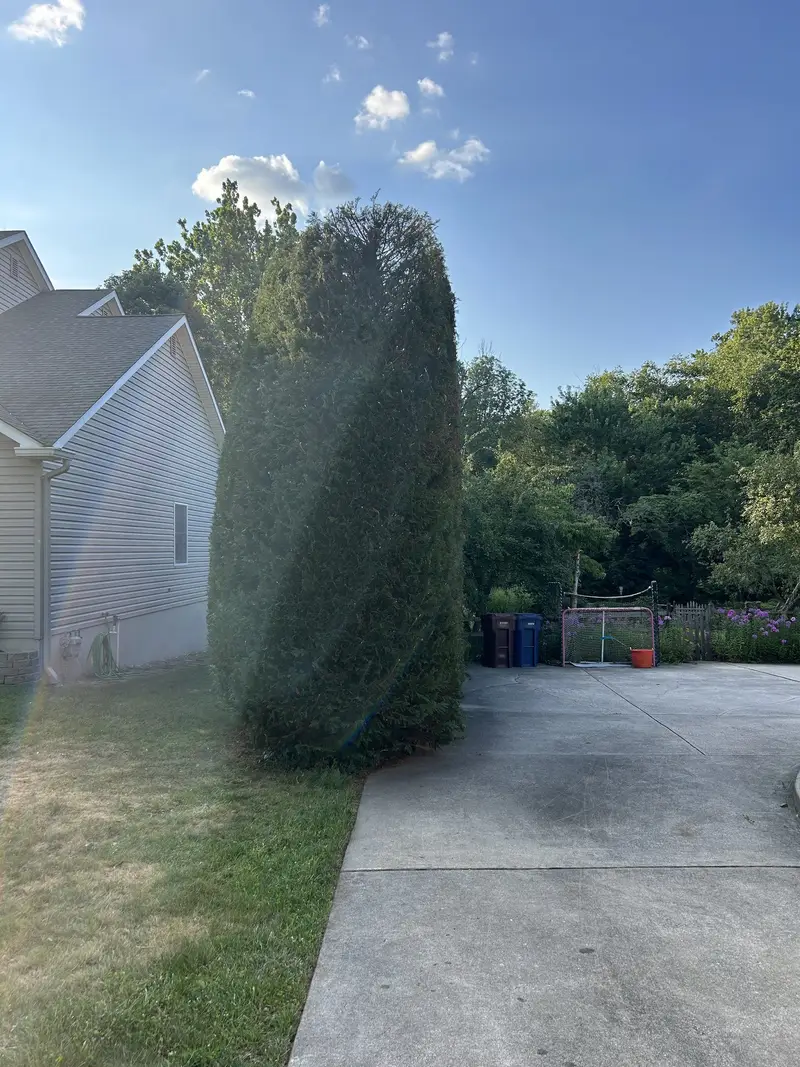 A tall evergreen hedge beside a driveway, freshly trimmed into a clean column.