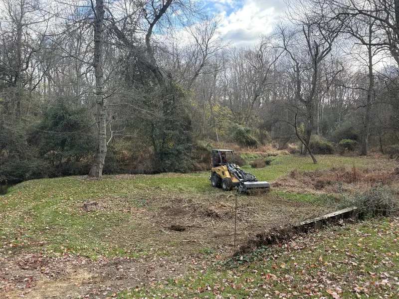 A compact loader clearing brush from an overgrown wooded lot.