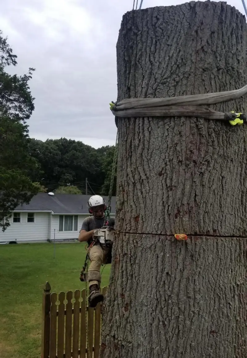 A climber roped to a thick trunk, cutting it down in sections right beside a wooden fence.
