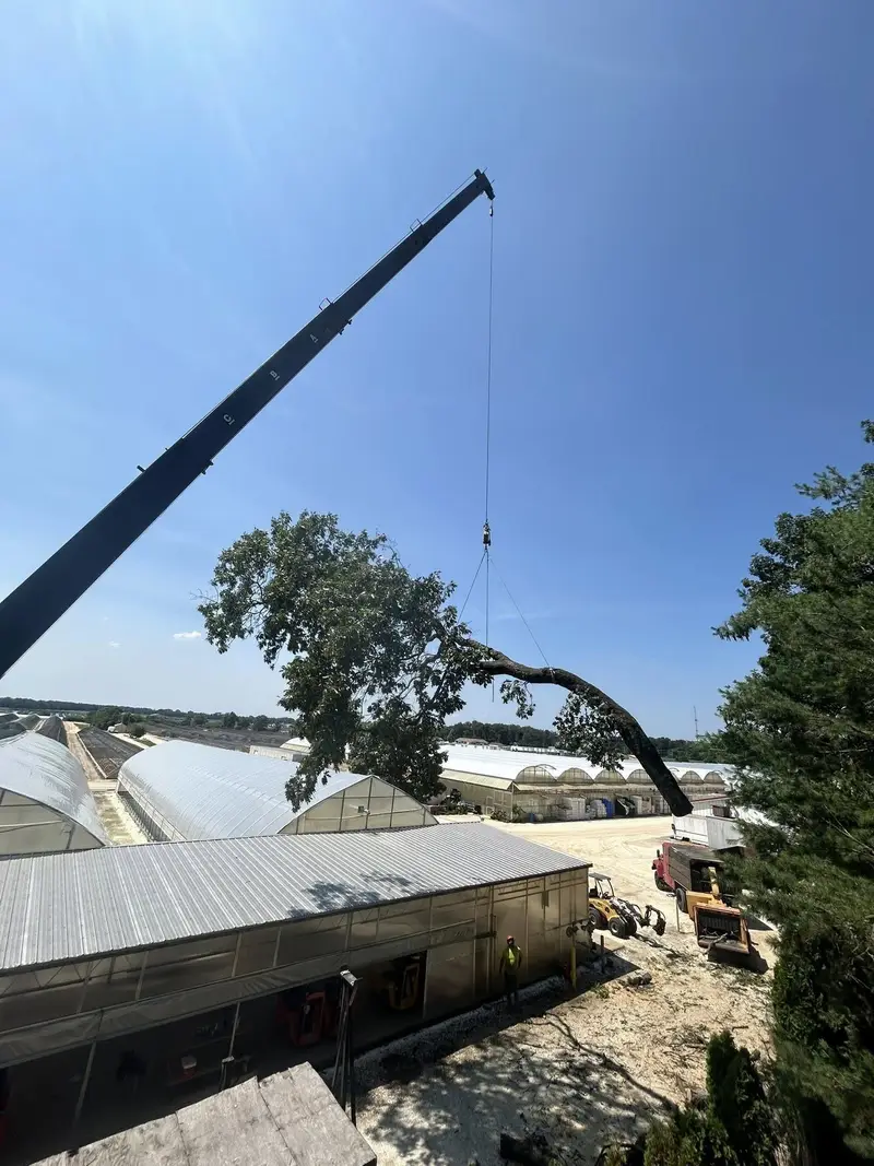 A crane boom lowering a long oak limb away from greenhouse roofs.
