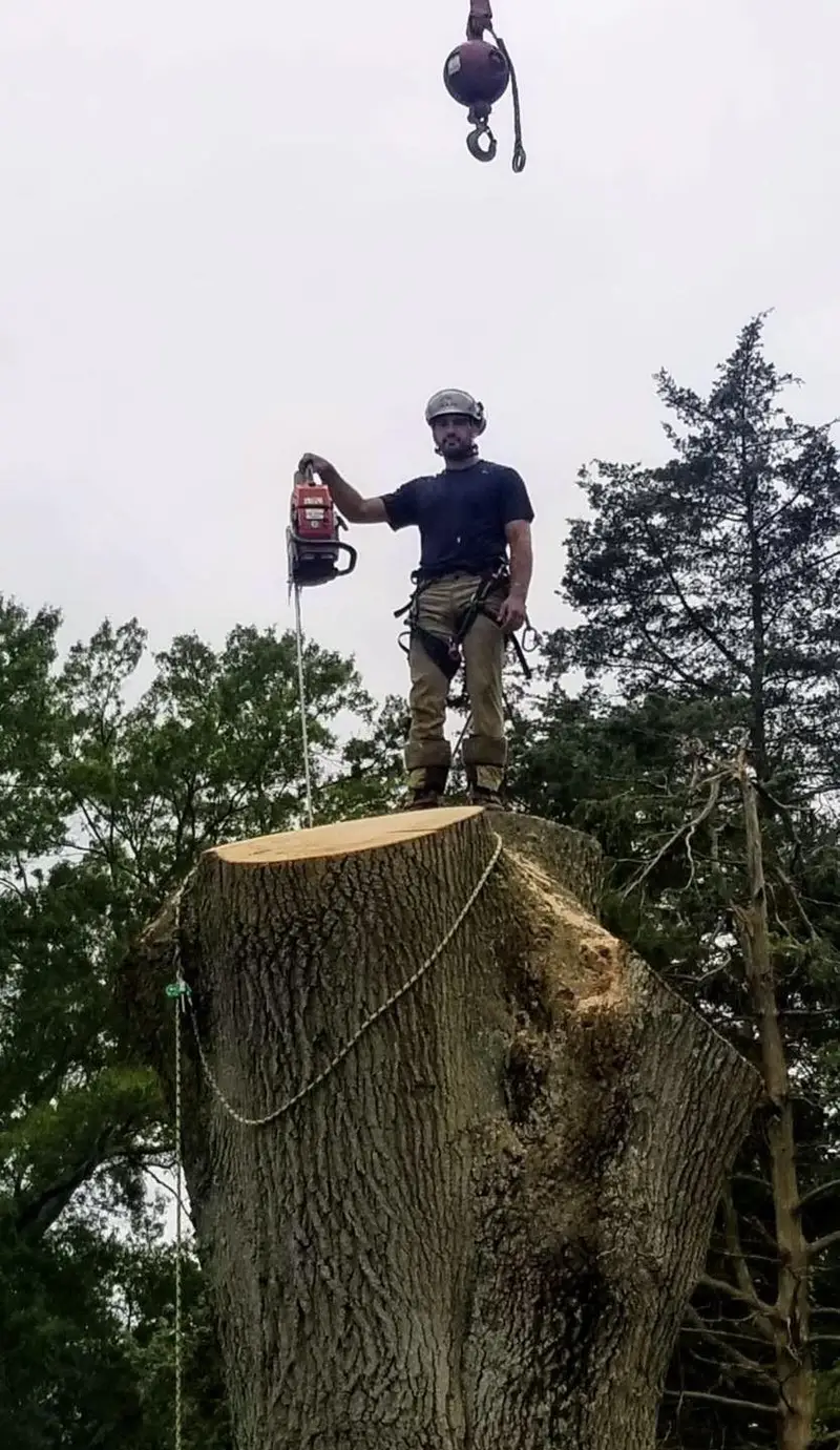 A Hingewood climber standing on top of a huge cut trunk holding a chainsaw, the crane hook hanging above him.