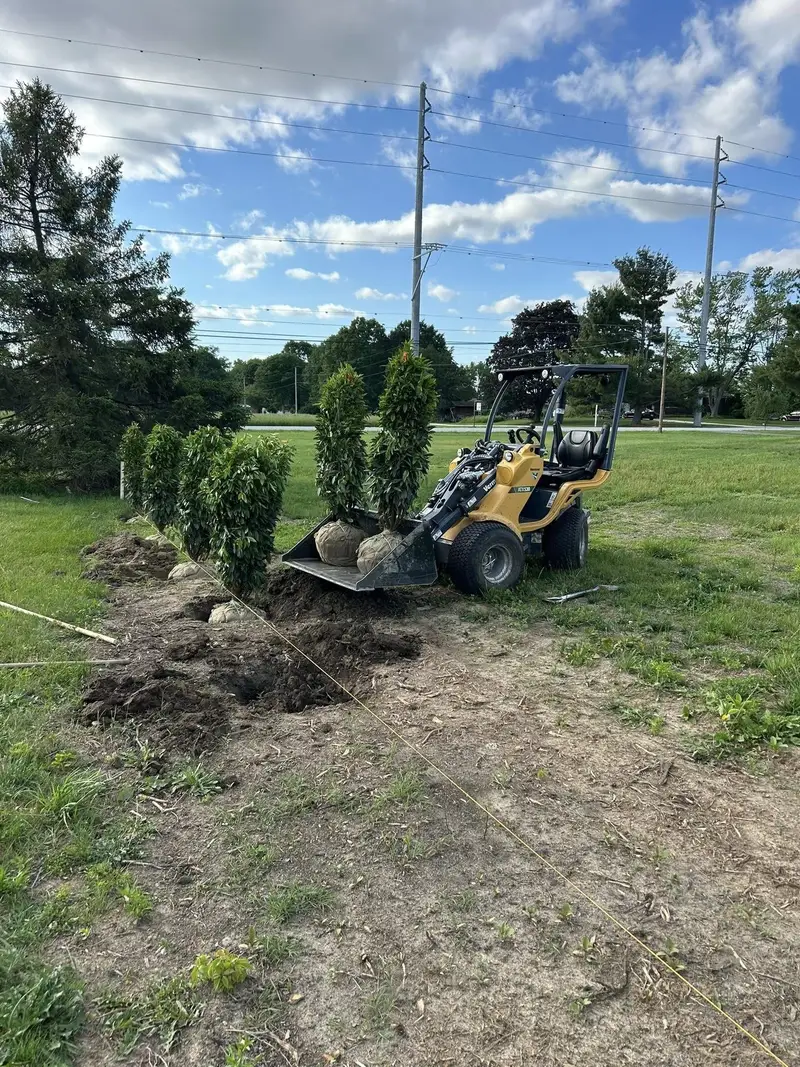 A compact loader carrying balled evergreen shrubs to a freshly dug planting row.