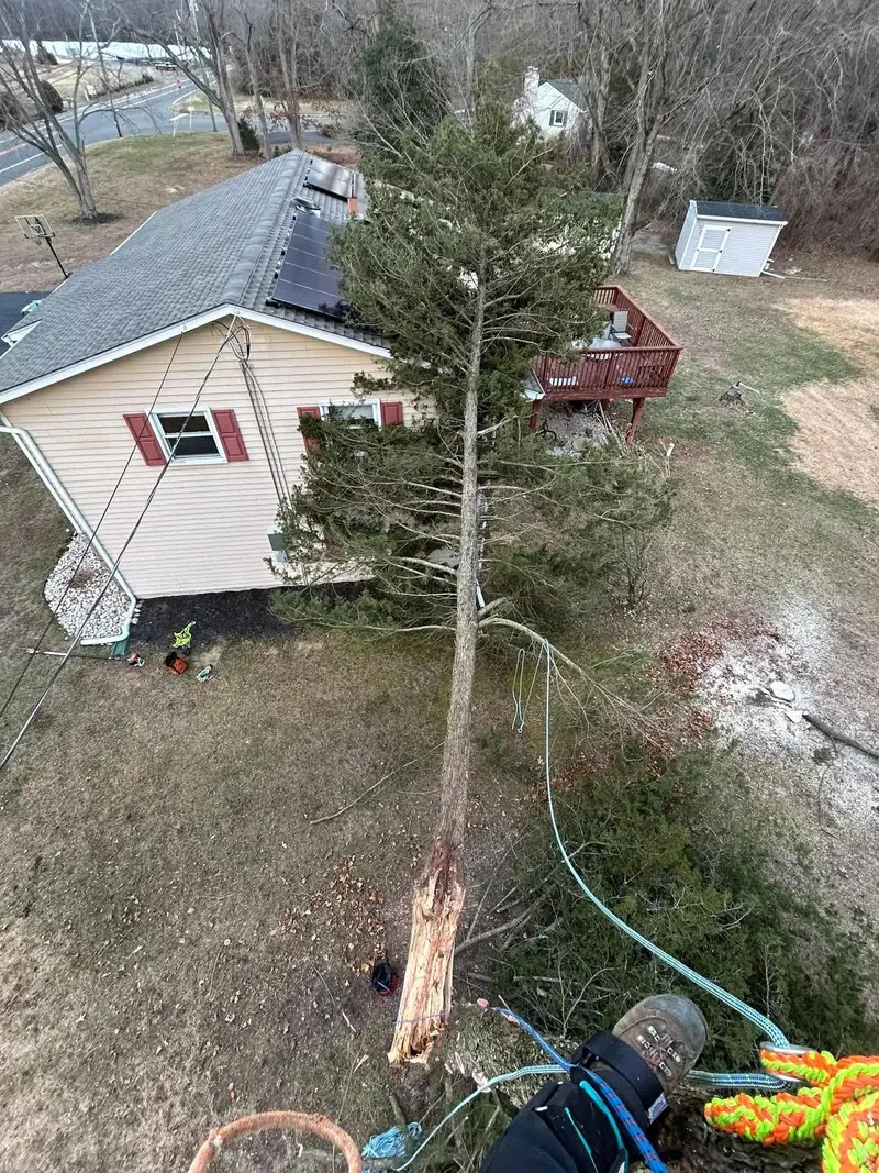 Looking down from high in a tree as a pine is lowered on ropes into a narrow gap between a house, its deck and the lawn.