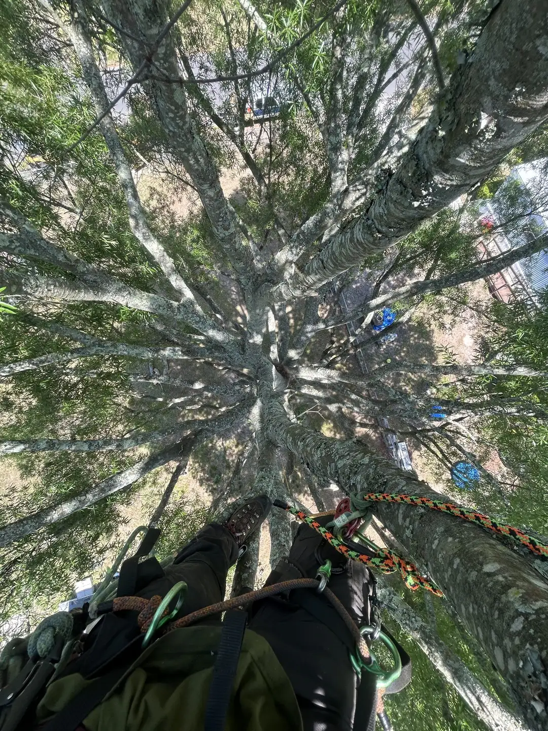 Looking down a tall tree from a climber's saddle: boots, harness, carabiners and an orange climbing line, with the branches radiating toward the ground far below.