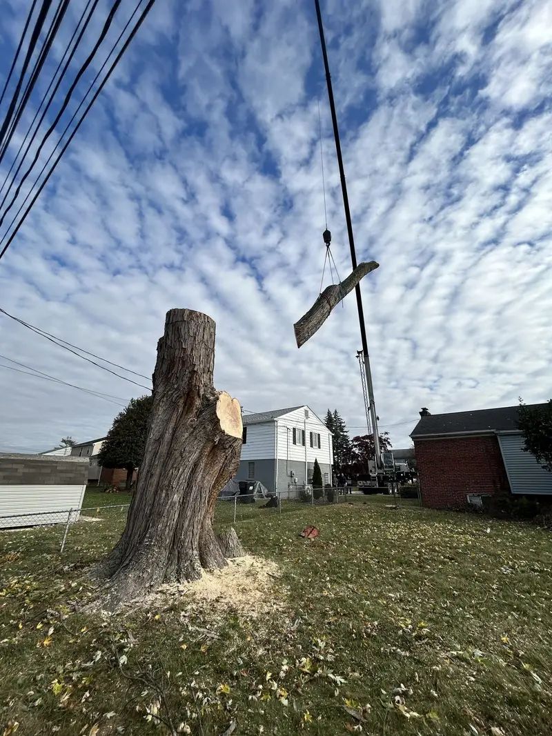 A crane lifts a trunk section off a tall stump under a rippled sky, beside power lines and a white house.