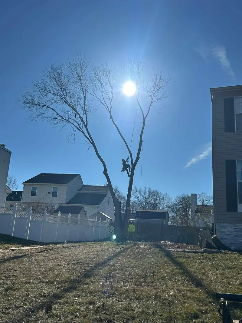 A Hingewood climber roped into a bare tree between two houses, backlit by the sun, with a groundsman below.