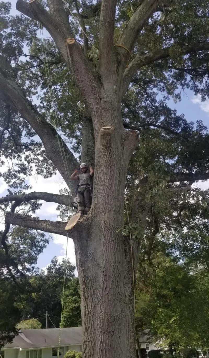 A climber working high on the trunk of a large tree after pruning its lower limbs.